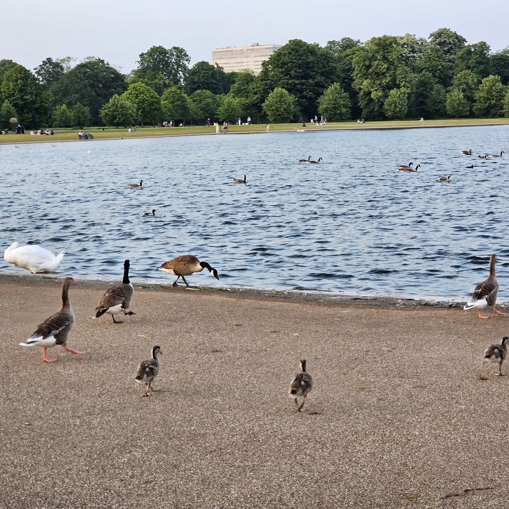 Kensington Gardens - Parks Near Me - London, XGL