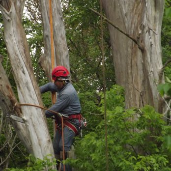 Eddy's Tree Service - Safety iss a priority - Tree Services Near Me - Lake Villa, Illinois
