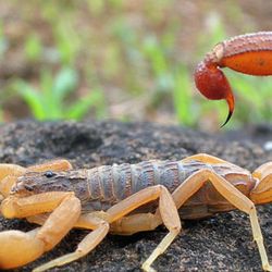 Arizona's Best Weed and Pest