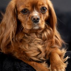 Williams Dental - Our therapy dog, Ruby, will sit with you during your appointment if you aren't a dog person she will wait in the reception area.