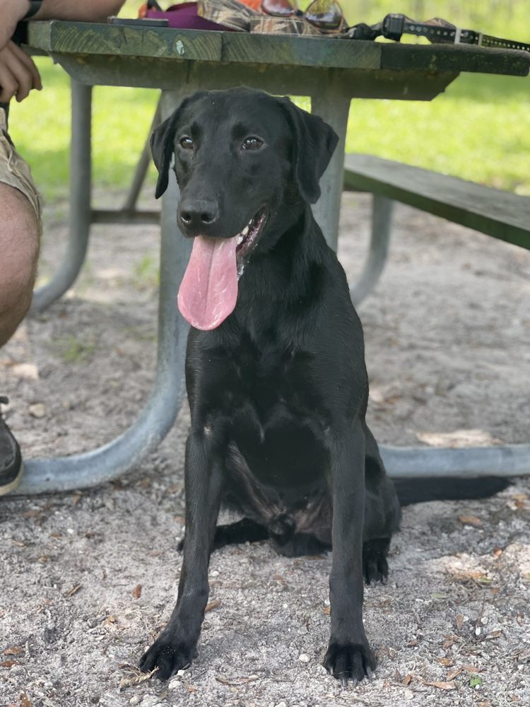 BARKLEY SQUARE DOG PARK 30 Photos & 19 Reviews Dog Parks 1010 N