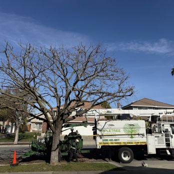 Appletree Services - City of San Jose tree expertly trimmed - Tree Services Near Me
