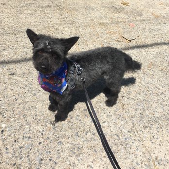 Bubbles & Biscuits Paw Spa - After!!! - Pet Groomers Near Me - Astoria, New York