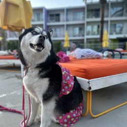 My Magical Journeys - Dog friendly travel planning!