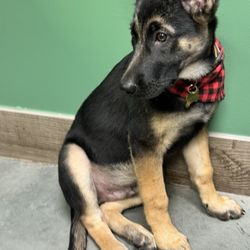 Windsor Animal Hospital