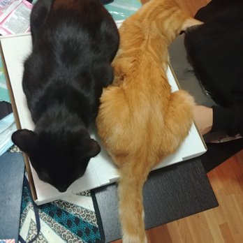 Parm'z Pizza Factory - Cats loving the warmth of the pizza box - Pizza Near Me - Vancouver, British Columbia Parm'z Pizza Factory - Cats loving the warmth of the pizza box - Pizza Near Me - Vancouver, British Columbia