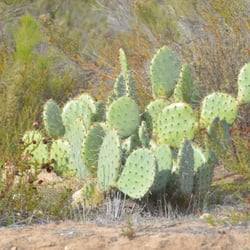 Lopez Ridge Park and Meeting Center - A fine example of the cactus down in the canyon.