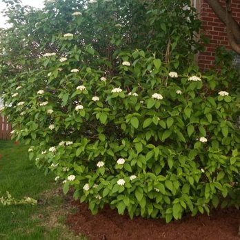 Allied Nursery - Great schrubs - Nurseries & Gardening Near Me - Joliet, Illinois