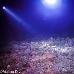 Malibu Divers