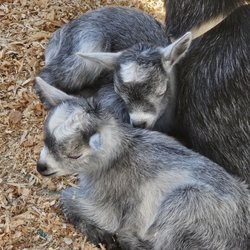 Happy Hooves Petting Zoo & Pony Rides - The babies sleeping