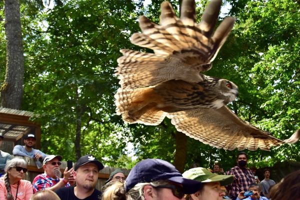 Cascades Raptor Center by null