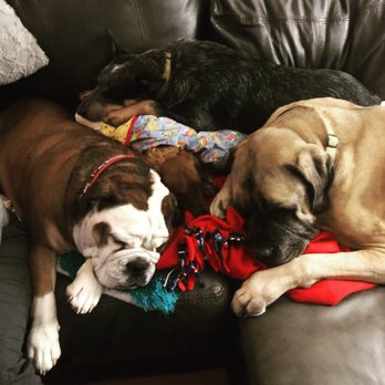 The Dog Walker - Tired after their walk with Suzi! - Dog Walkers Near Me