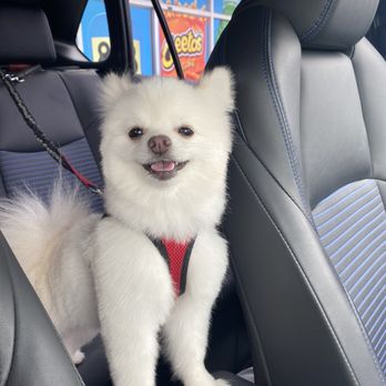 Barkin Groomers - Pet Groomers Near Me - Los Angeles, California