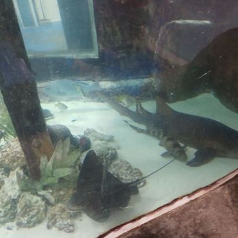 SeaQuest - Folsom - The 6-foot shark named Bruce - Aquariums Near Me - Folsom, California SeaQuest - Folsom - The 6-foot shark named Bruce - Aquariums Near Me - Folsom, California