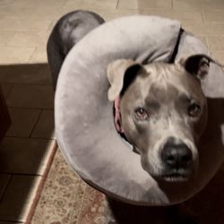 Aloha Animal Hospital