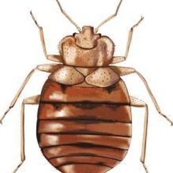 Reliance Pest & Termite
