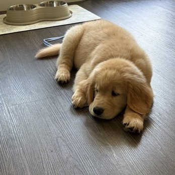 Shadalane Golden Retrievers - Pet Training Near Me - Vista, California Shadalane Golden Retrievers - Pet Training Near Me - Vista, California