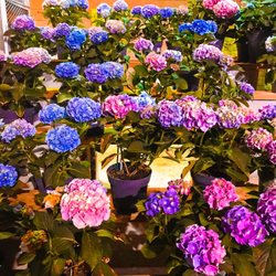 Lowe's Home Improvement - Hydrangea