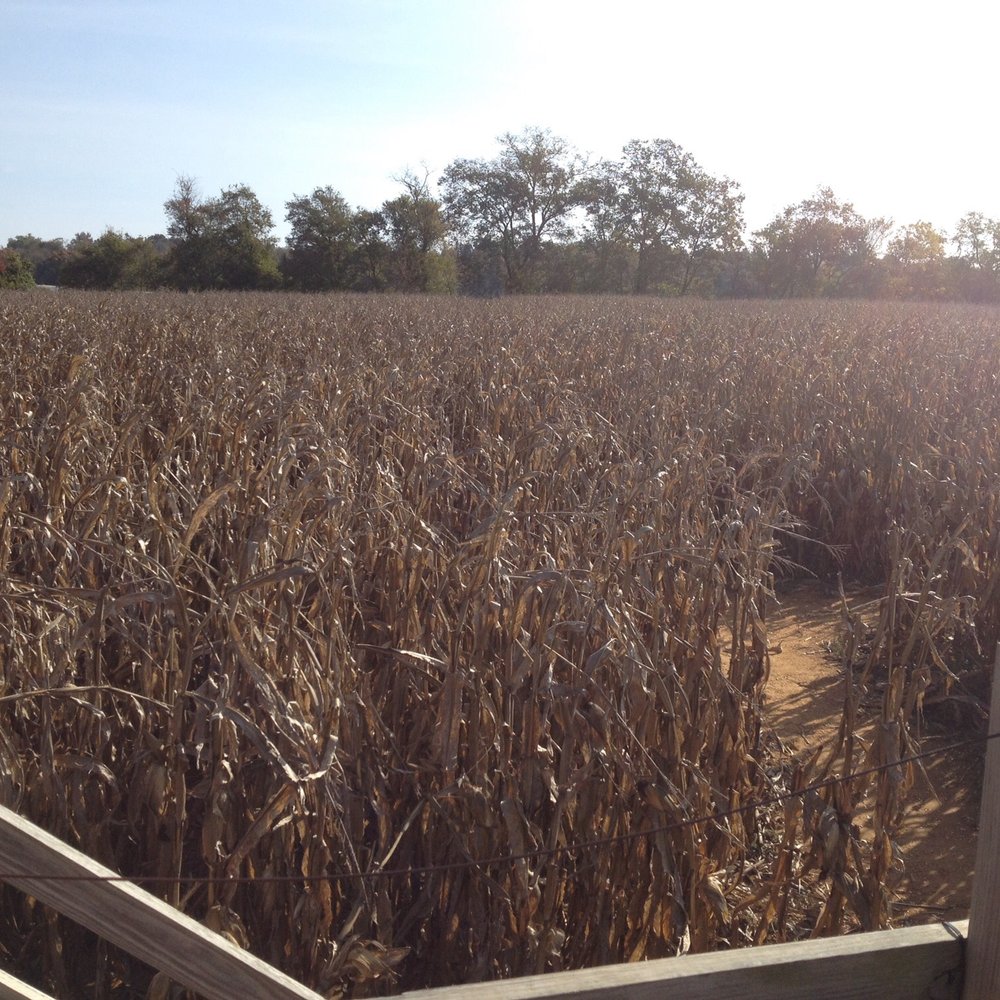 Jumbo's Pumpkin Patch - Observation tower didn't help much! - Pumpkin Patches Near Me - Middletown, Maryland