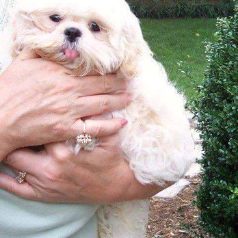 Whole Pet Veterinary Hospital Davidson - Lucy as a puppy. Prettiest puppy ever. - Veterinarians Near Me - Davidson, North Carolina Whole Pet Veterinary Hospital Davidson - Lucy as a puppy. Prettiest puppy ever. - Veterinarians Near Me - Davidson, North Carolina