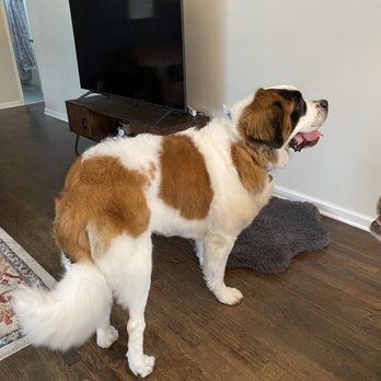 Bubbles N' Barks - Pet Groomers Near Me - St. Clair Shores, Michigan