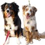 Rand Park Dog Training Club