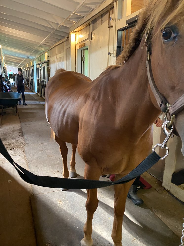 AVON VALLEY SHOW STABLES Updated October 2024 12 Photos 595