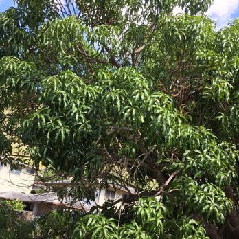 Tree Masters - Tree Services Near Me - Honolulu, Hawaii Tree Masters - Tree Services Near Me - Honolulu, Hawaii
