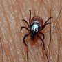 Photo of Cobra Pest Control