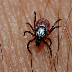 Cobra Pest Control - Rhode Island Tick Control Services