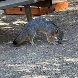 Camp Cherry Valley - Island Gray fox
