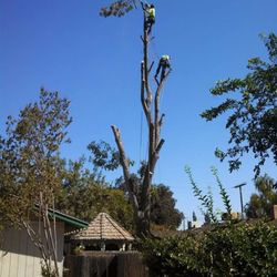 John Ayers Tree Surgeons