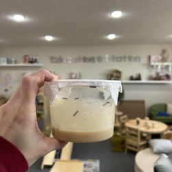 Education Station - Caterpillars for painted lady butterfly hatching