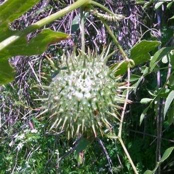 Powder Canyon - rare fruit of a very obscure plant. i'm not gonna tell you what it is (cuz i actually don't know myself) - Hiking Near Me - La Habra Heights, California Powder Canyon - rare fruit of a very obscure plant. i'm not gonna tell you what it is (cuz i actually don't know myself) - Hiking Near Me - La Habra Heights, California