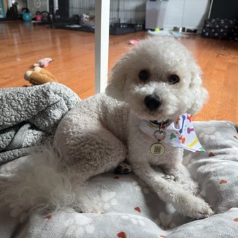 Pawradise Mobile Grooming - After haircut - Pet Groomers Near Me
