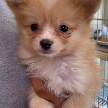 Bayou Pets - Pet Stores Near Me - Destrehan, Louisiana Bayou Pets - Pet Stores Near Me - Destrehan, Louisiana