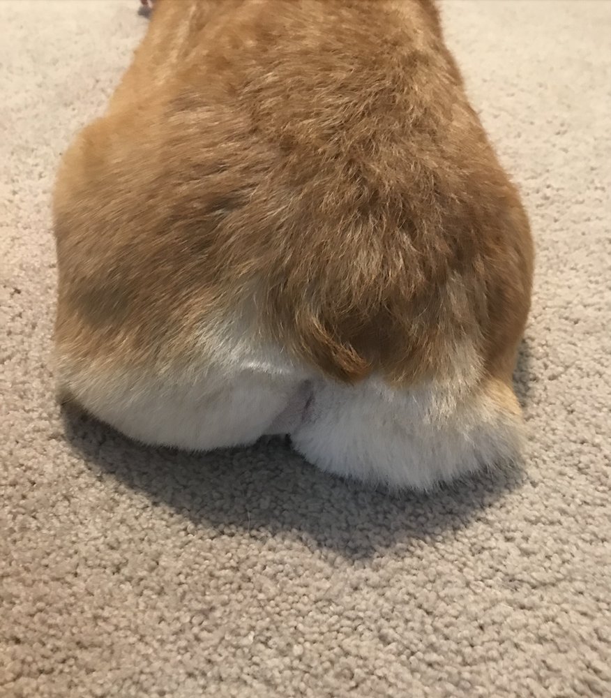 Petco