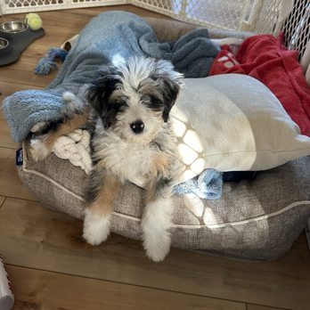 Crockett Doodles - Pet Training Near Me - Greenville, South Carolina