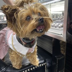 Ingram Jewelers - Even the furry customers like to shine!