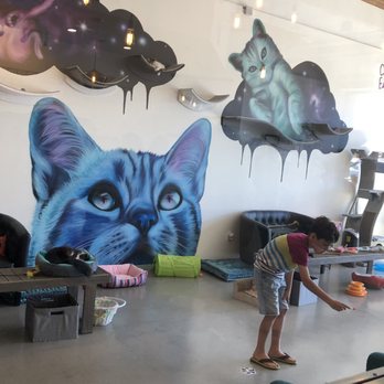 Cat & Craft - Cat playroom - Coffee & Tea Near Me - Vista, California Cat & Craft - Cat playroom - Coffee & Tea Near Me - Vista, California
