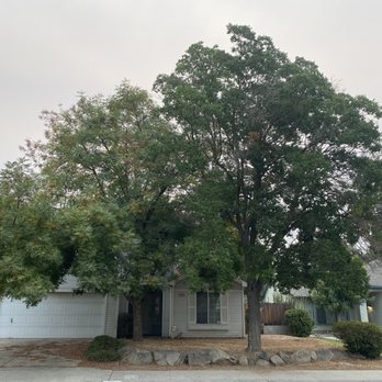 Travis Tree Service - Before: Trees with overgrown limbs - Tree Services Near Me - Fresno, California Travis Tree Service - Before: Trees with overgrown limbs - Tree Services Near Me - Fresno, California
