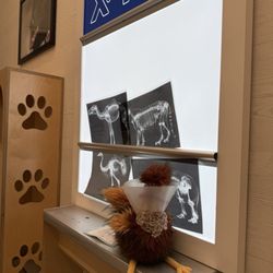 Cayton Children’s Museum - Cool x ray at the Vet