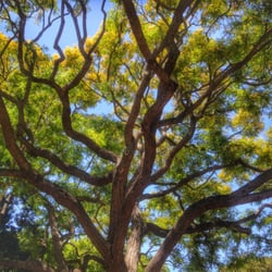Alma Park - Looking up the tree