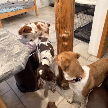 WAGS Pet Sitting - Pet Sitting Near Me - Billings, Montana WAGS Pet Sitting - Pet Sitting Near Me - Billings, Montana
