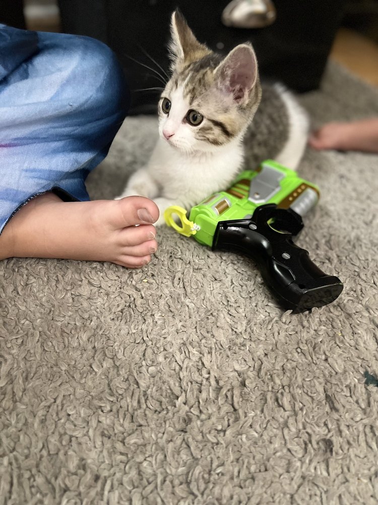 TWIN BRIDGES ANIMAL HOSPITAL Updated August 2024 10 Photos & 15 Reviews 4040 E 53rd St