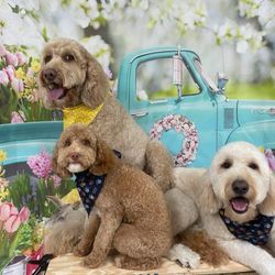 Over The Moon Dog Grooming - Pina, Grigio &Tito