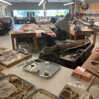 Gray Fossil Site - Lab - Museums Near Me - Gray, Tennessee Gray Fossil Site - Lab - Museums Near Me - Gray, Tennessee