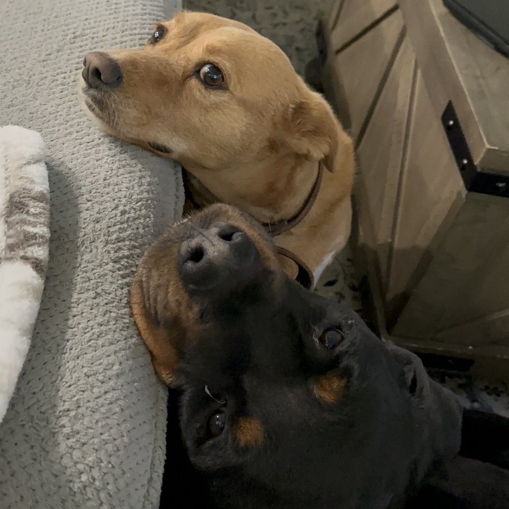 Kona and Koa
