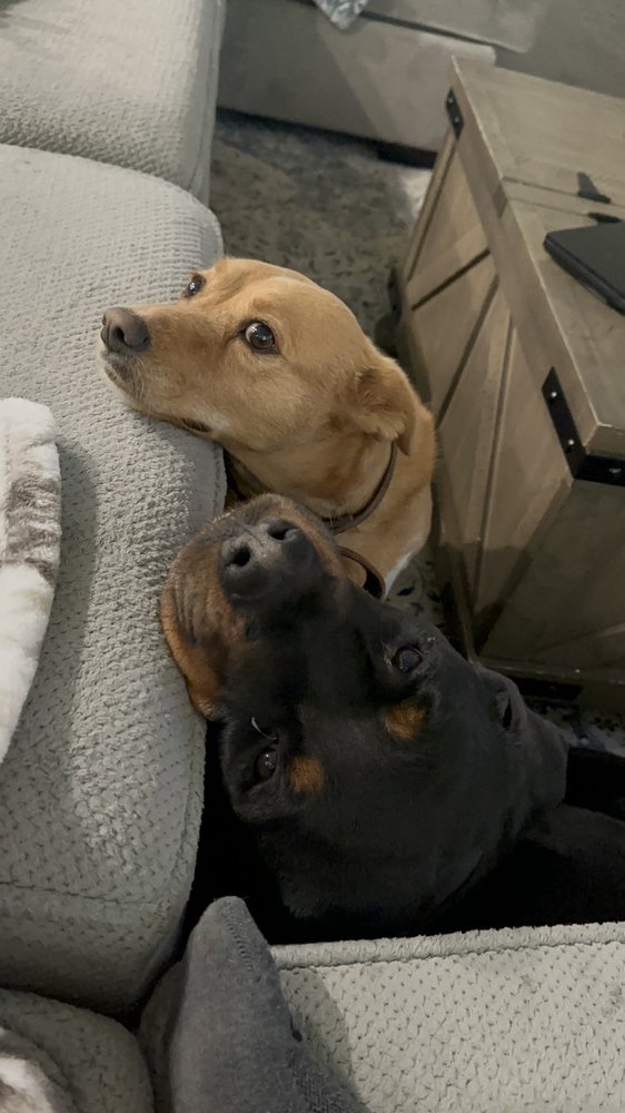 ARGYLE VETERINARY HOSPITAL Updated October 2024 27 Photos & 48