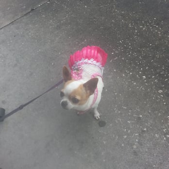Athens Restaurant - Pet friendly. With treats sometimes - Greek Near Me - Safety Harbor, Florida Athens Restaurant - Pet friendly. With treats sometimes - Greek Near Me - Safety Harbor, Florida
